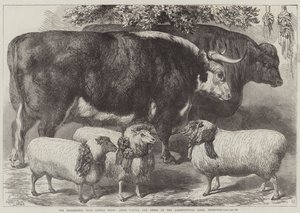 Mostra di Bovini del Club di Smithfield, Bovini e Pecore Premiati alla Sala Agricola di Islington